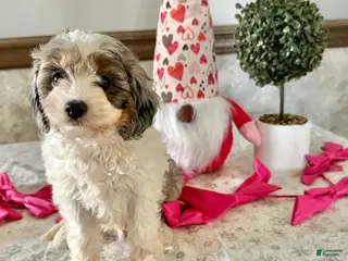 Cavapoo dogs Chase - Ad 21