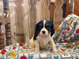 Cavalier King Charles Spaniel dogs Trixie - Ad 32