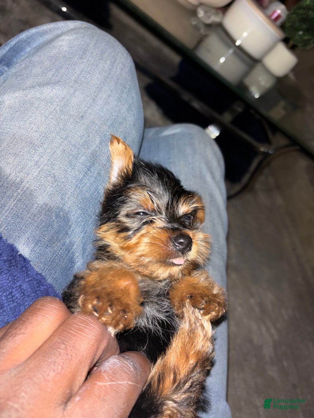 Yorkshire Terrier dogs for sale: Copper - Ad 5