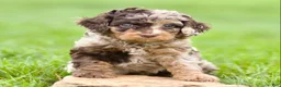 Cavapoo dogs for sale: Waylon - Ad 3