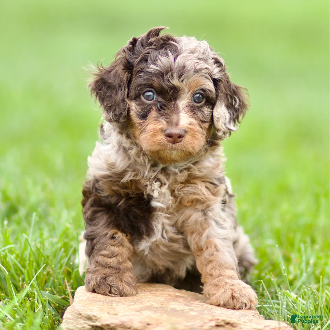 Cavapoo dogs for sale: Waylon - Ad 3