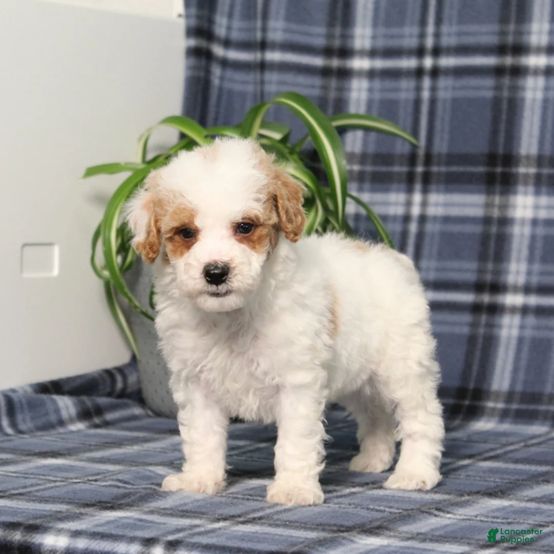 Miniature Poodle dogs for sale: X-Man - Ad 1