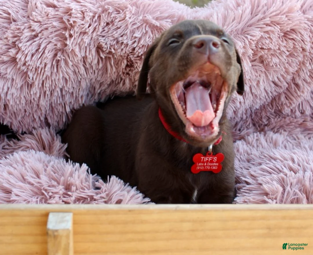 Labrador Retriever dogs for sale: Red Collar - Ad 3