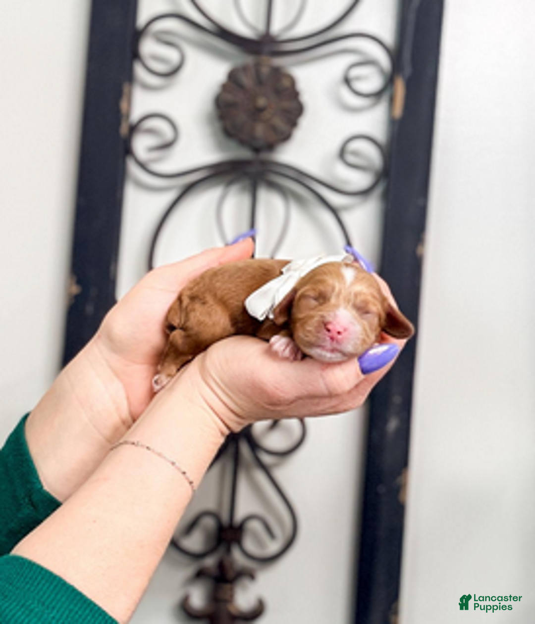 Mixed Breed dogs for sale: Twilight - Ad 1