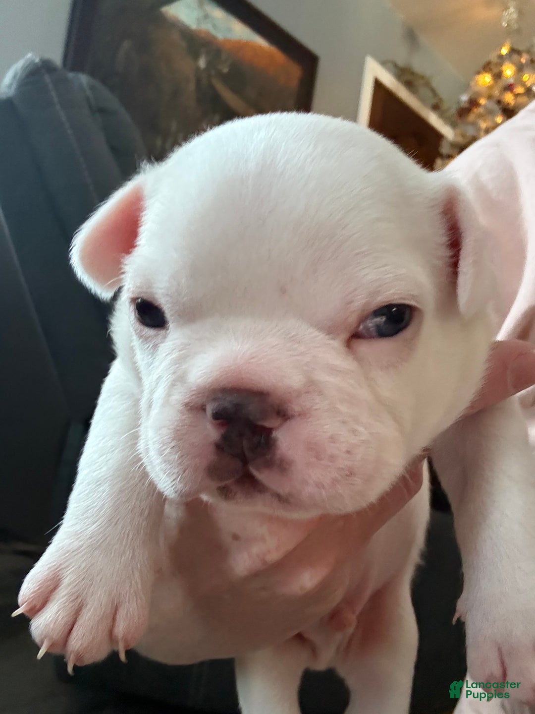 French Bulldog dogs for sale: French Bulldog Puppy 2 - Ad 2