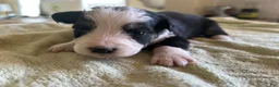 Mixed Breed dogs for sale: Max - Ad 5