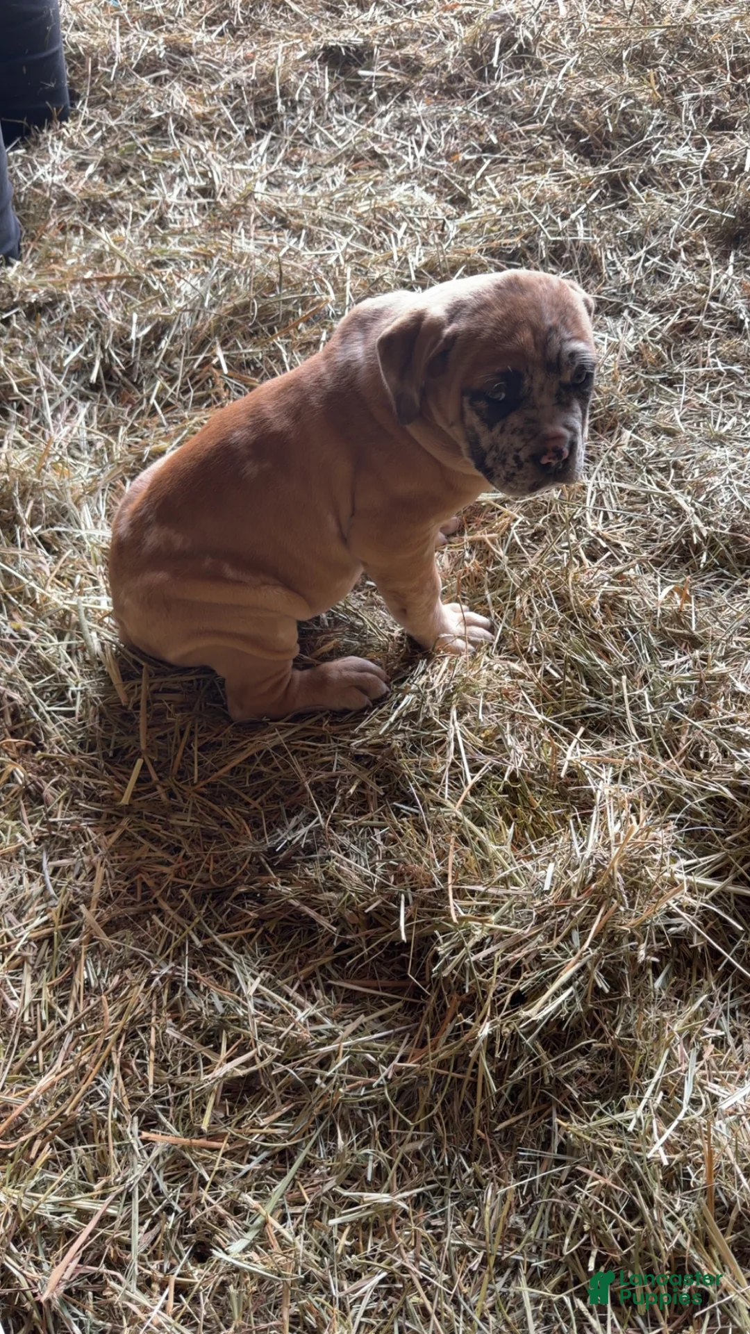 English Mastiff dogs for sale: English Mastiff Puppy 5 - Ad 5