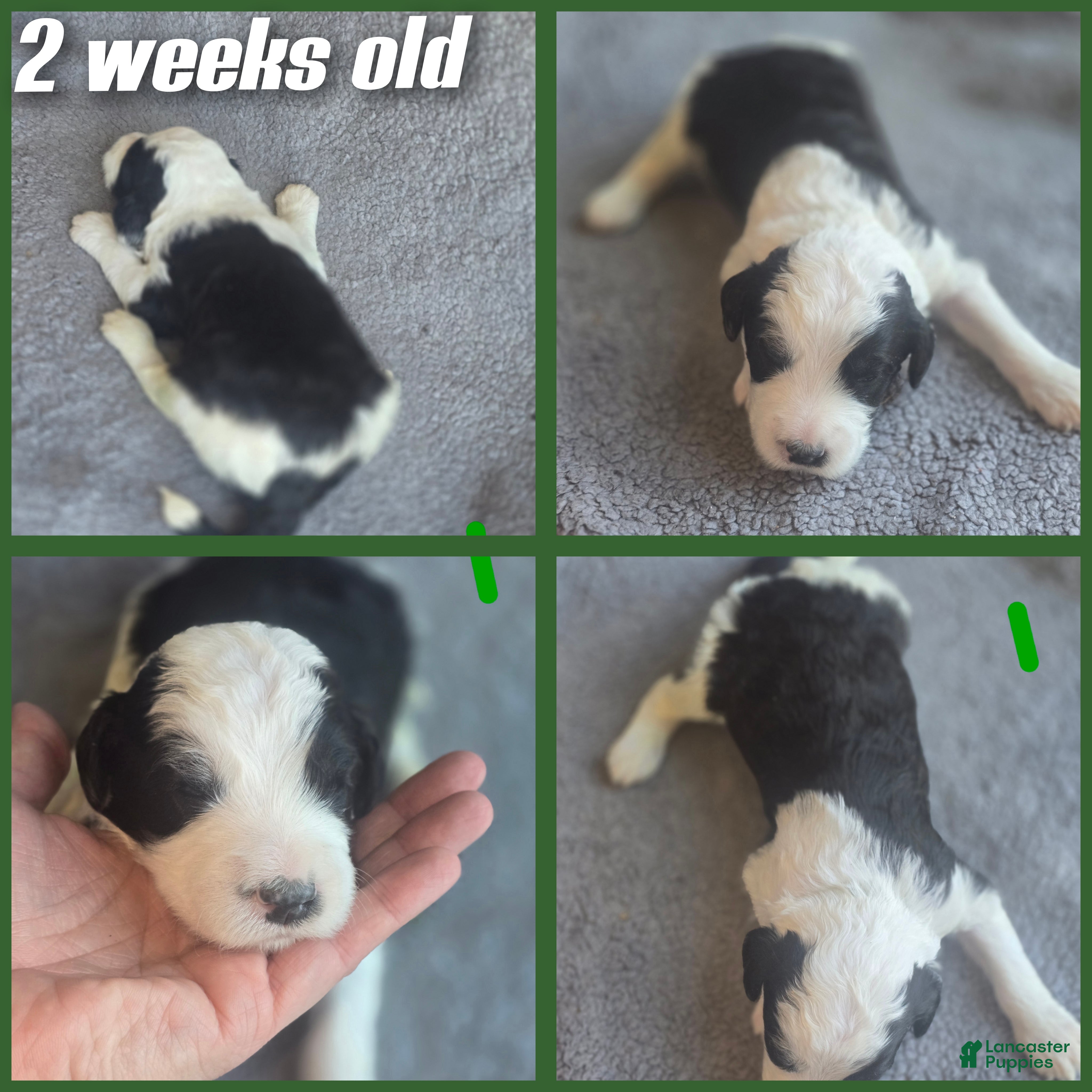 Sheepadoodle dogs Hibiscus- green collar  - Ad 8