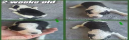 Sheepadoodle dogs for sale: Hibiscus- green collar  - Ad 4