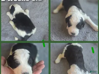 Sheepadoodle dogs Hibiscus- green collar - Ad 8