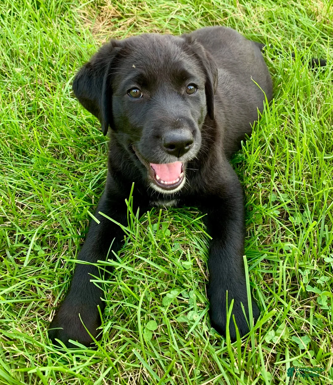 Mixed Breed dogs for sale: Inka - Ad 1