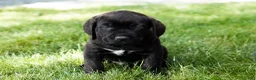 Cane Corso dogs for sale: Remington  - Ad 5