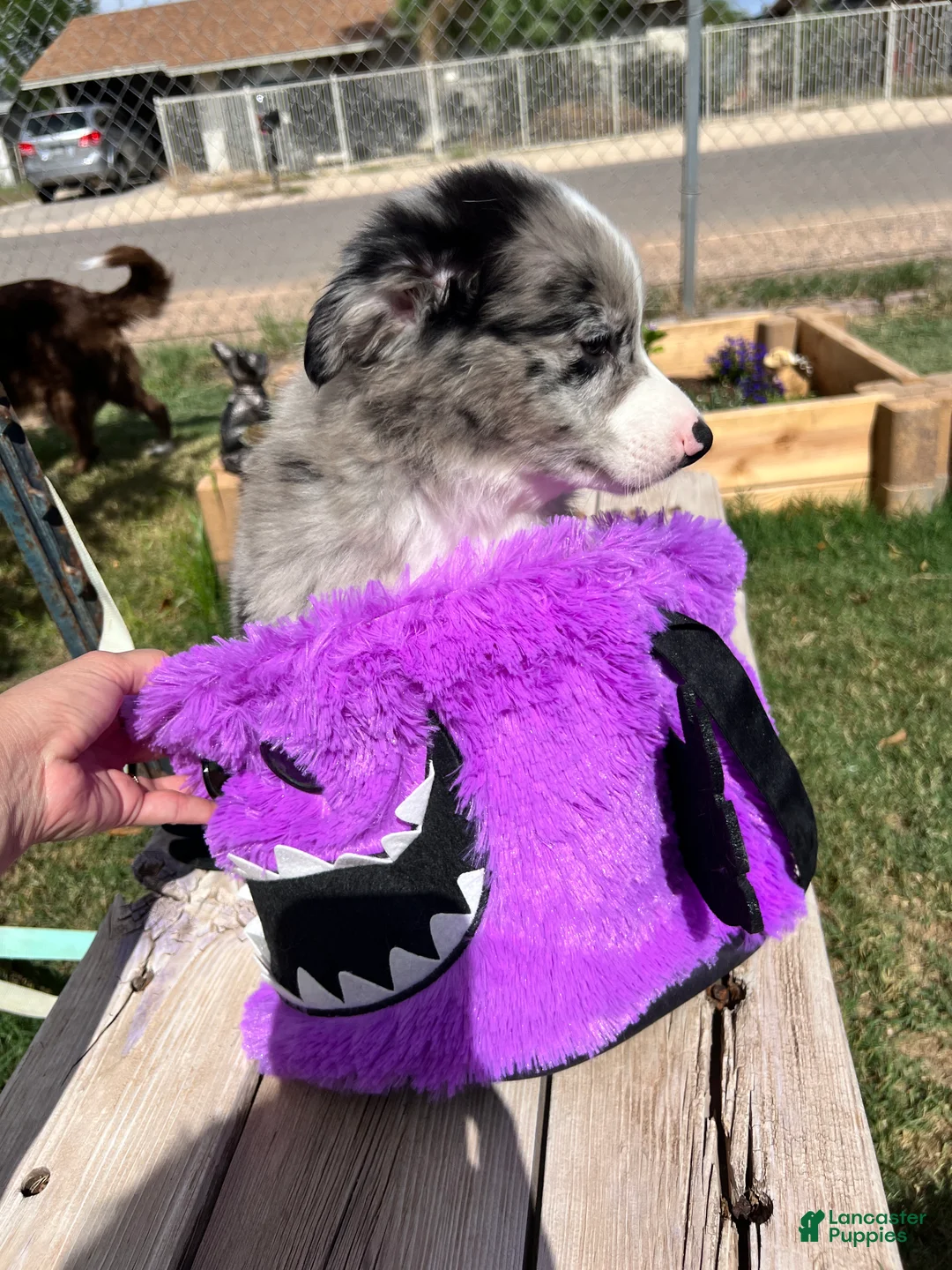 Mixed Breed dogs for sale: Blue - Ad 2
