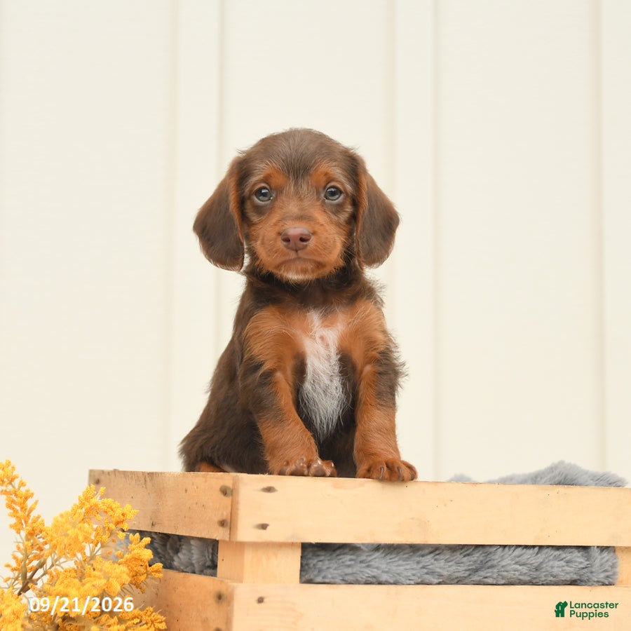 Mixed Breed dogs Freckles - Ad 1