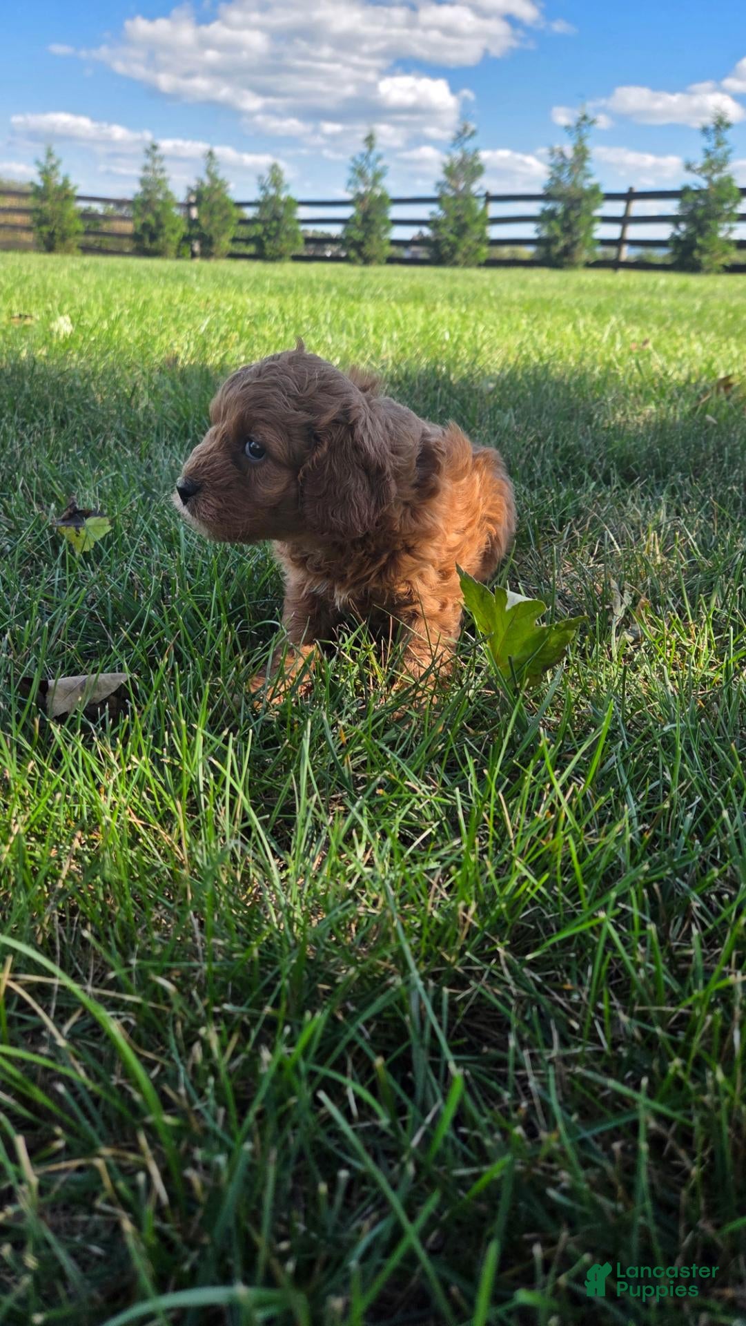 Cavapoo dogs Hailey - Ad 2