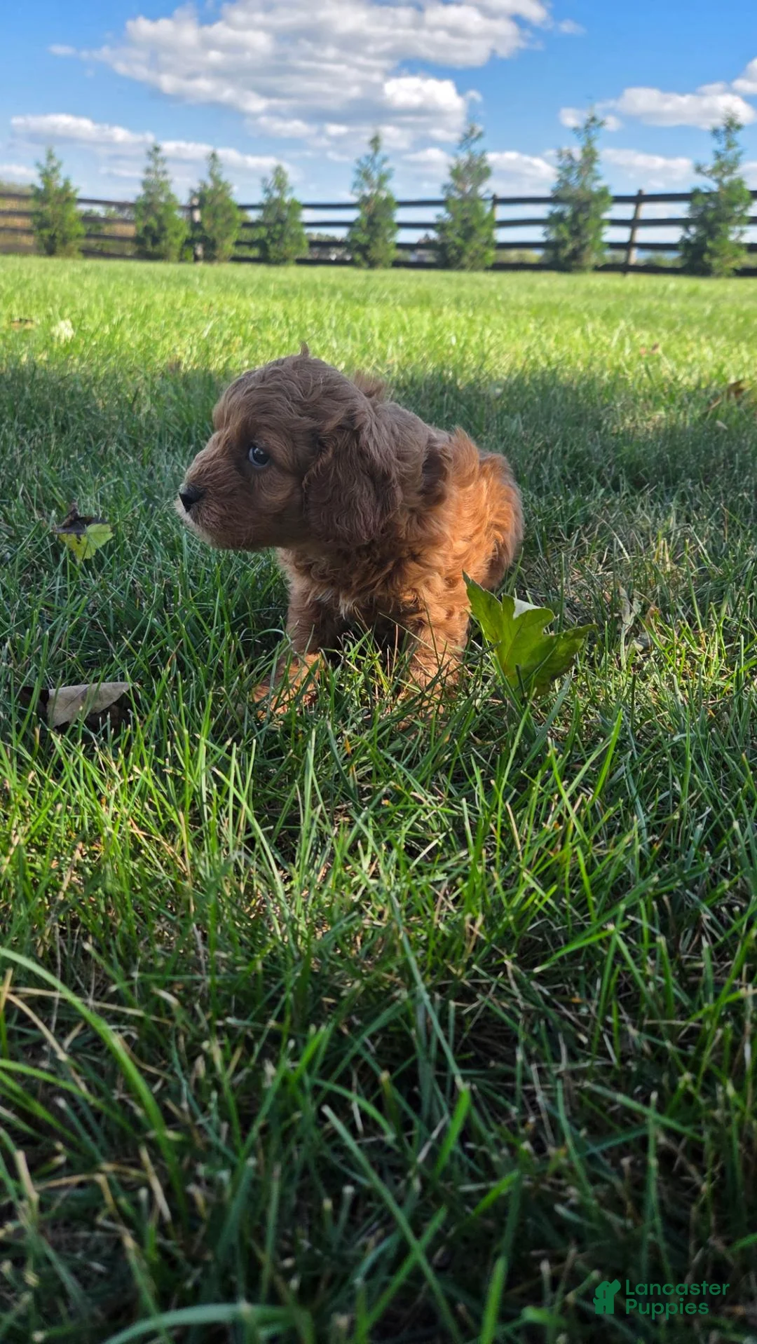 Cavapoo dogs for sale: Hailey - Ad 2