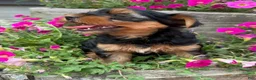 Yorkshire Terrier dogs for sale: Yorkshire Terrier 2 - Ad 3