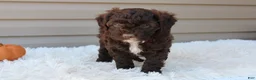 Cavapoo dogs for sale: Jasper - Ad 9