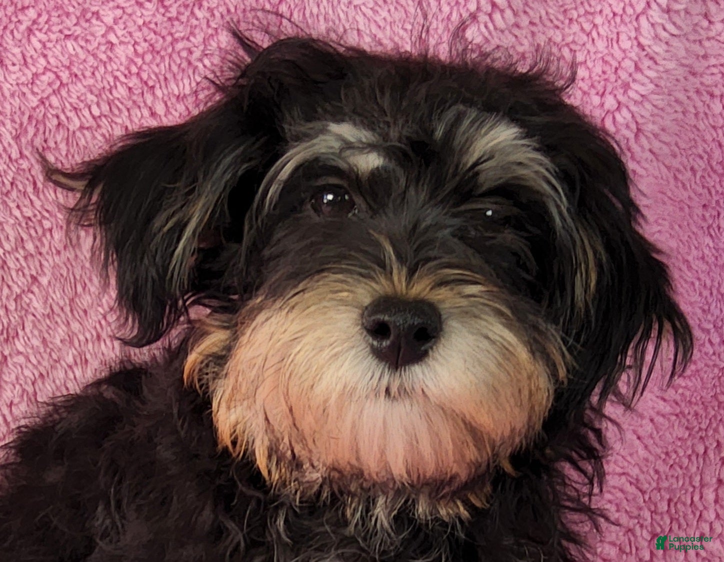 Yorkiepoo dogs Jewel Sunshine - Ad 1
