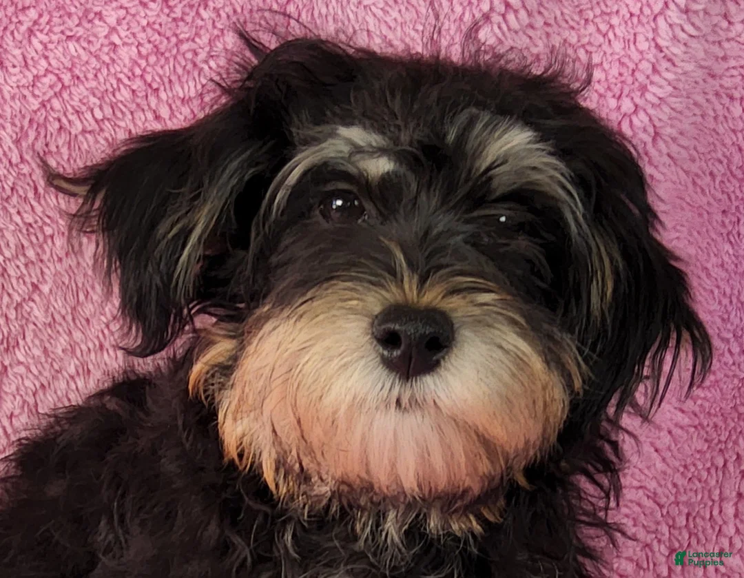 Yorkiepoo dogs for sale: Jewel Sunshine - Ad 1