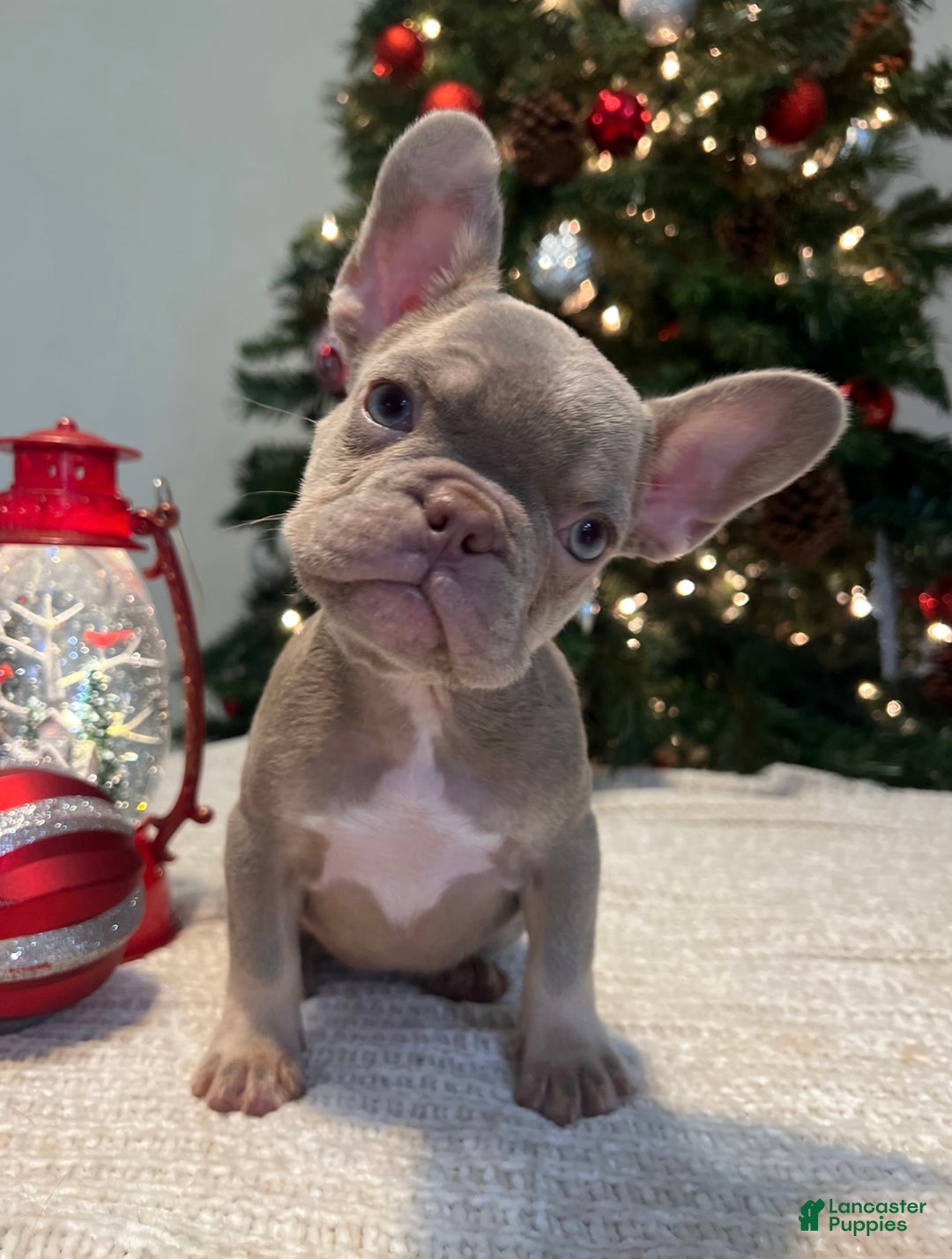 French Bulldog dogs for sale: Luna Akc - Ad 5