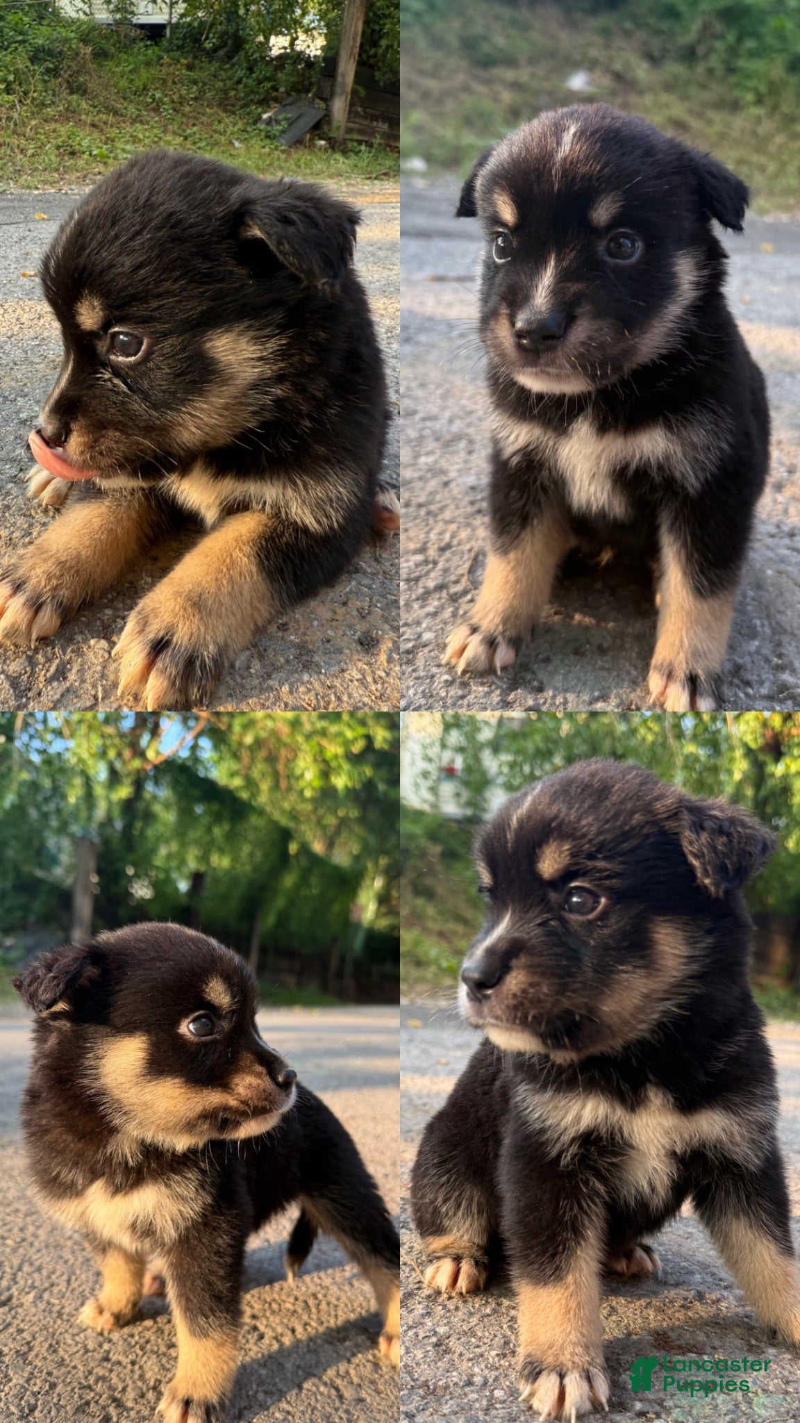 Mixed Breed dogs Fluff  - Ad 28