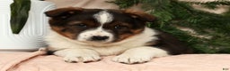Australian Shepherd dogs for sale: Luna - Ad 9