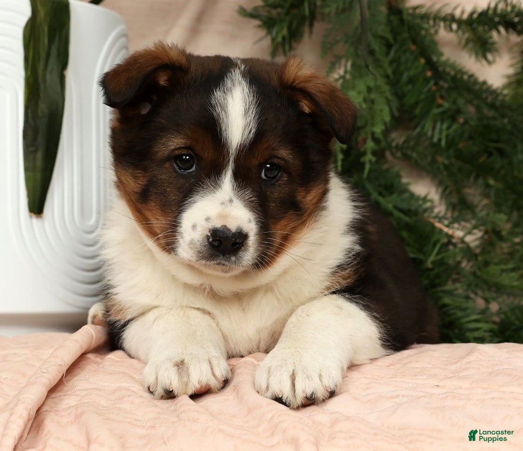 Australian Shepherd dogs for sale: Luna - Ad 9