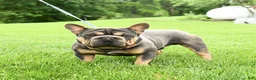 French Bulldog dogs for sale: Mocha - Ad 6