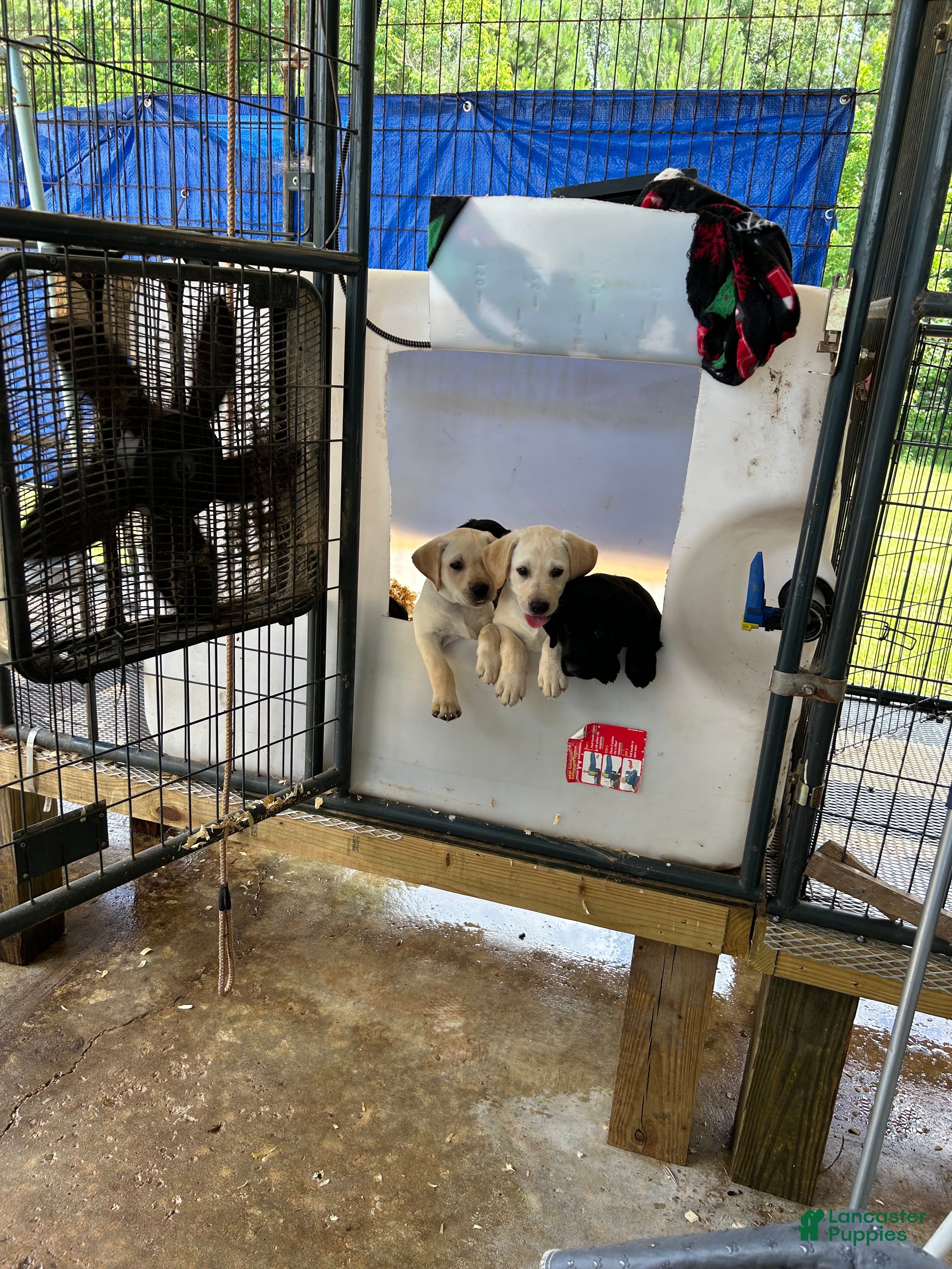 Labrador Retriever dogs Labrador Retriever Puppy 2 - Ad 2