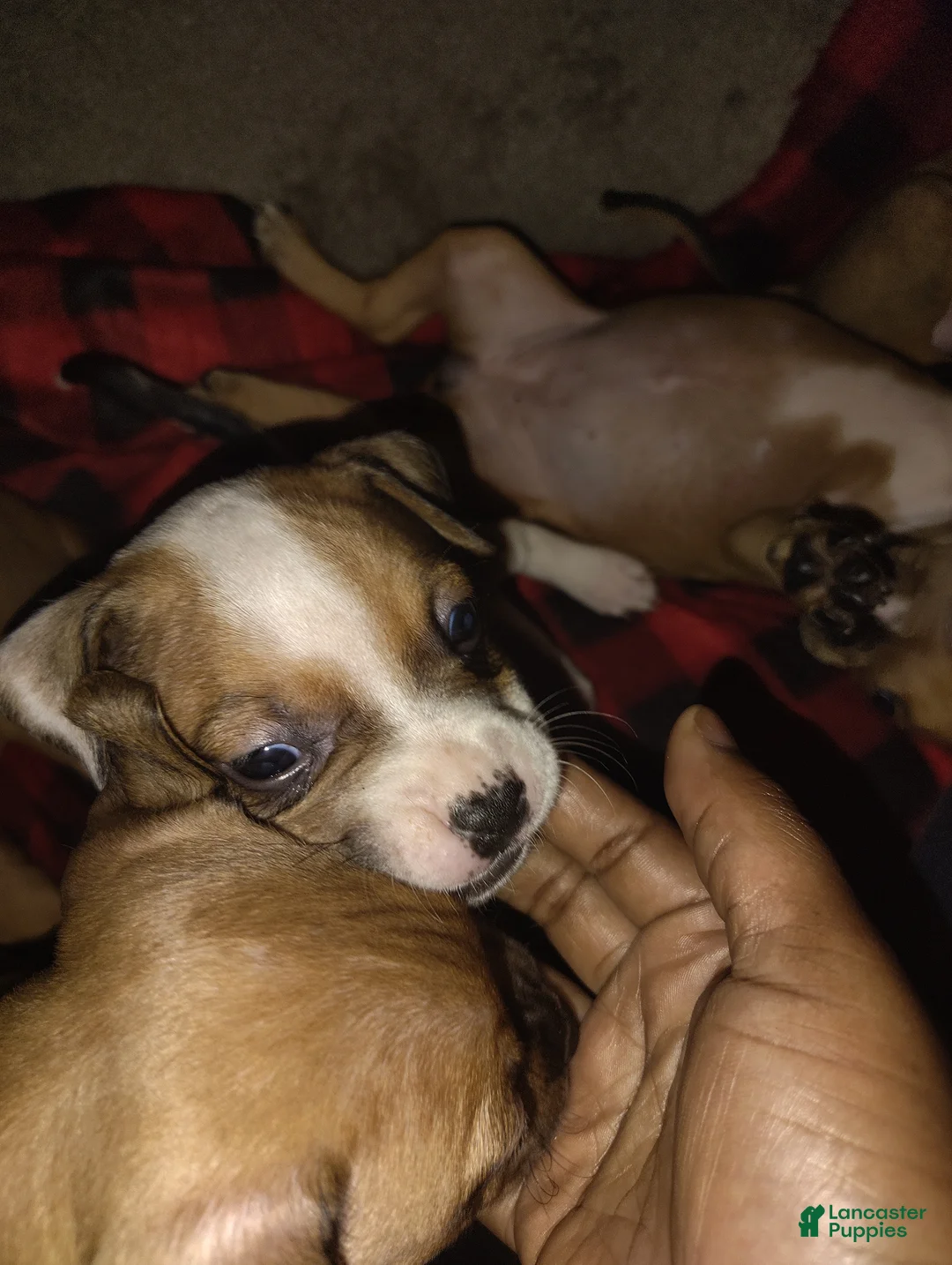 American Staffordshire Terrier dogs for sale: American Staffordshire Terrier Puppy 7 - Ad 2