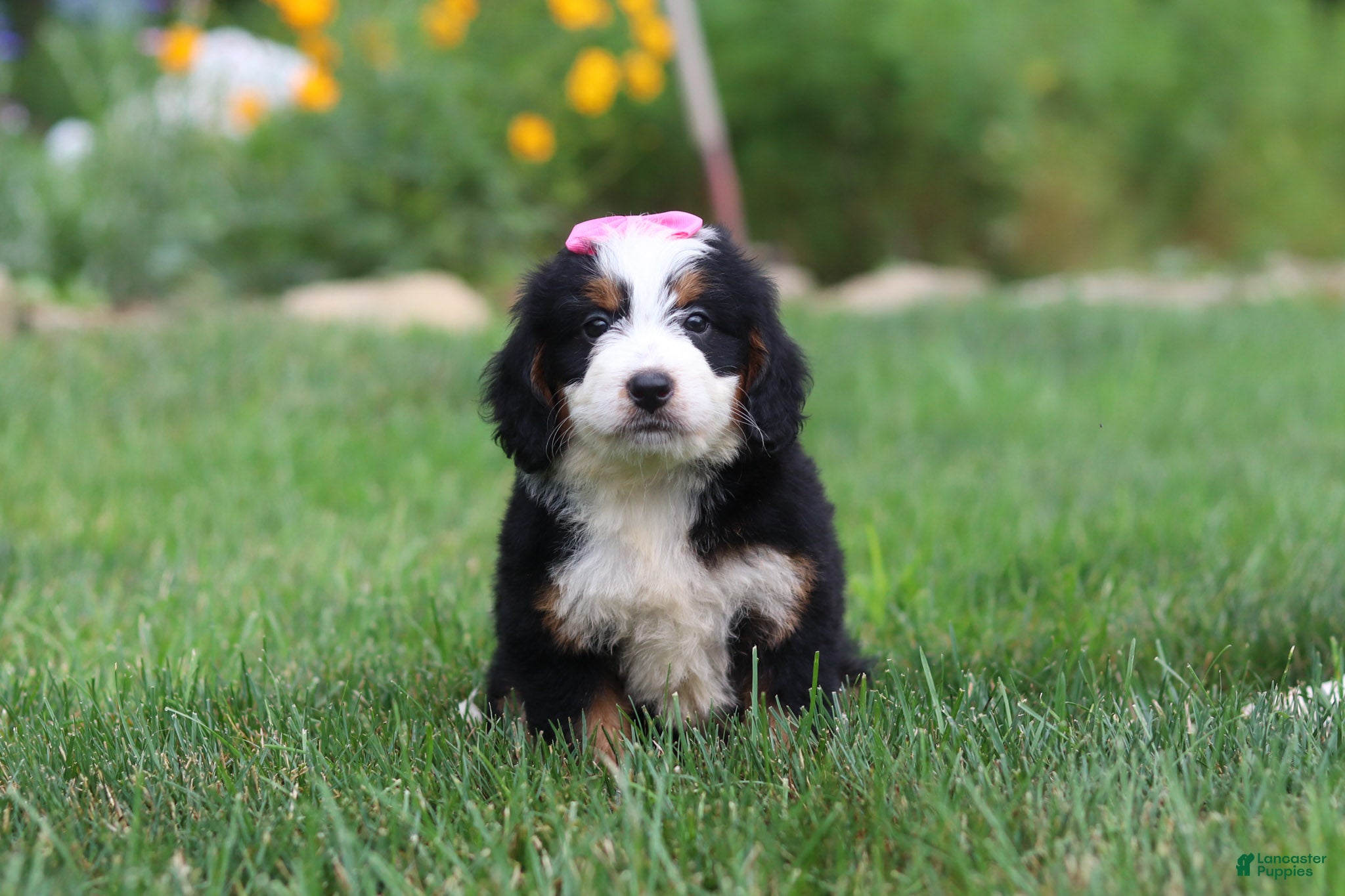 Mini Bernedoodle dogs for sale: Pixie - Ad 3