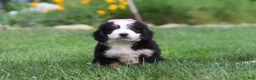 Mini Bernedoodle dogs for sale: Pixie - Ad 1