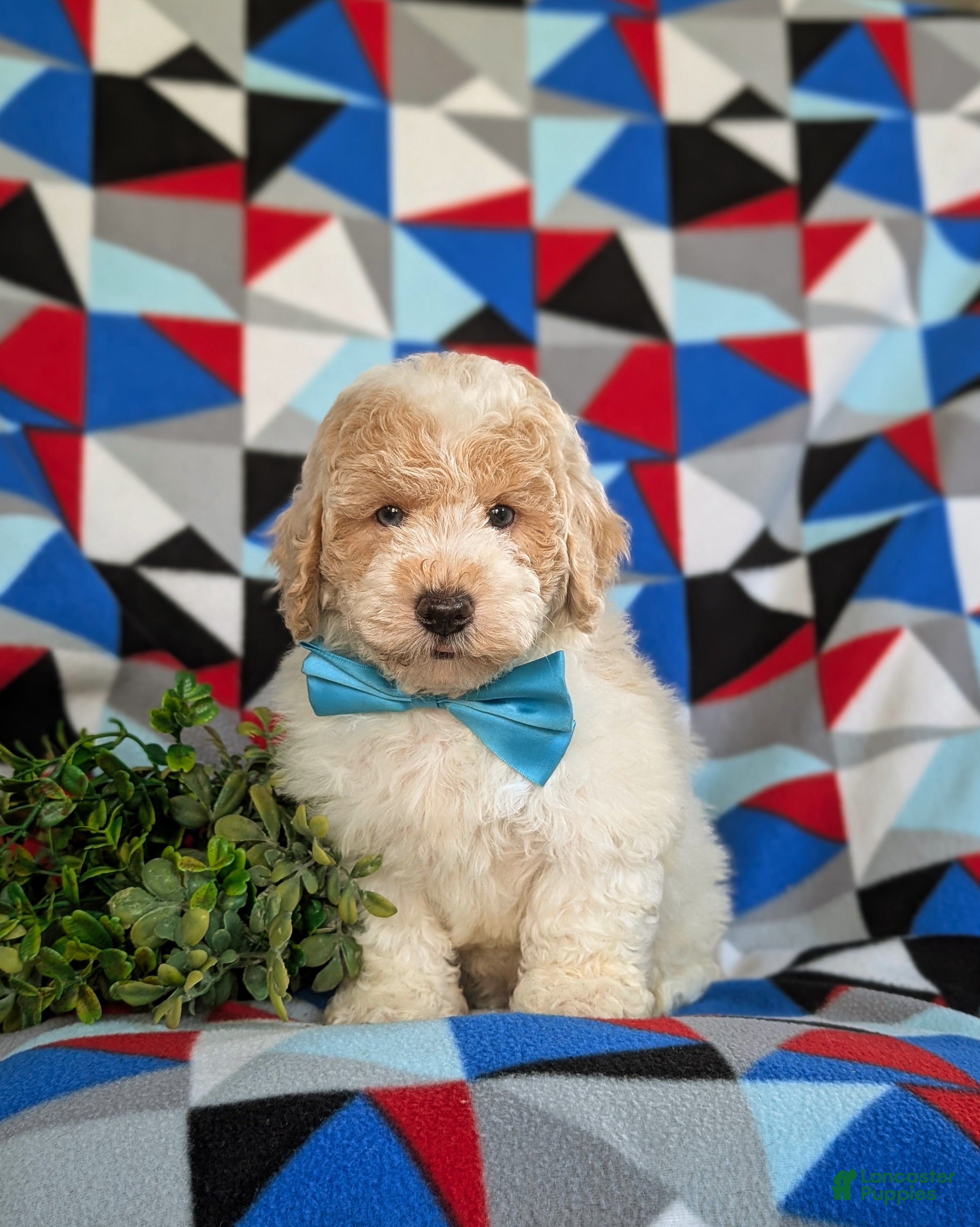 Bichpoo dogs Zaden - Ad 2