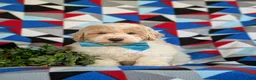 Bichpoo dogs for sale: Zaden - Ad 2