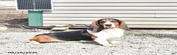 Basset Hound dogs for sale: Jacqueline - Ad 4