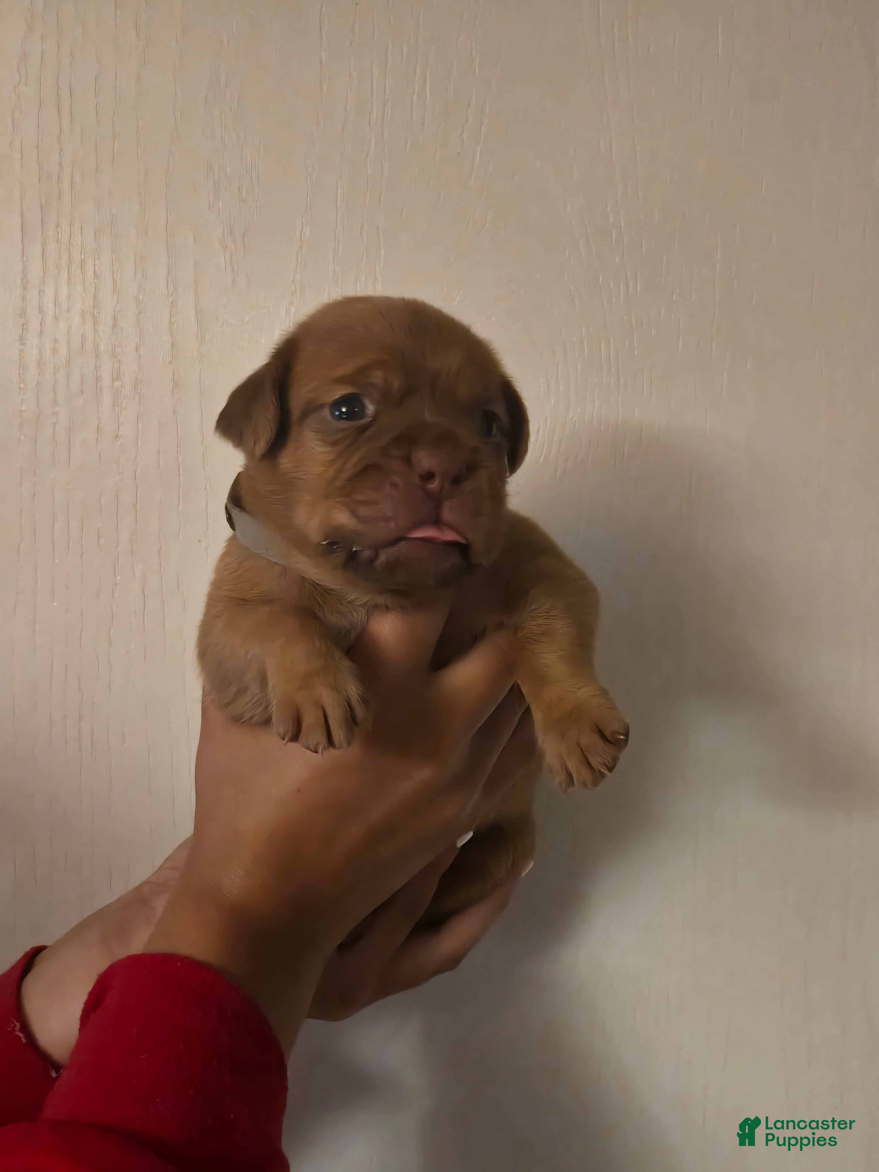Bullmastiff dogs Gray Female - Ad 2