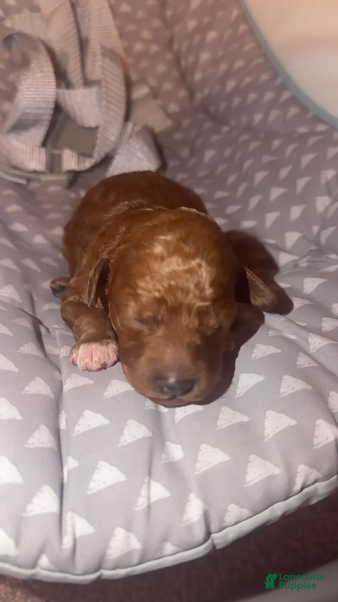 Mini Goldendoodle dogs for sale: Mini Goldendoodle Puppy 1 - Ad 1