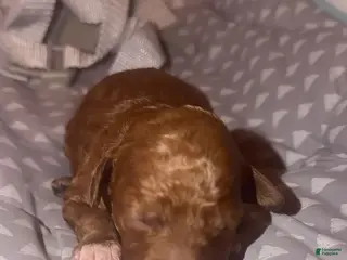 Mini Goldendoodle dogs Mini Goldendoodle Puppy 1 - Ad 9