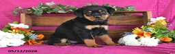 Rottweiler dogs for sale: Nova - Ad 4