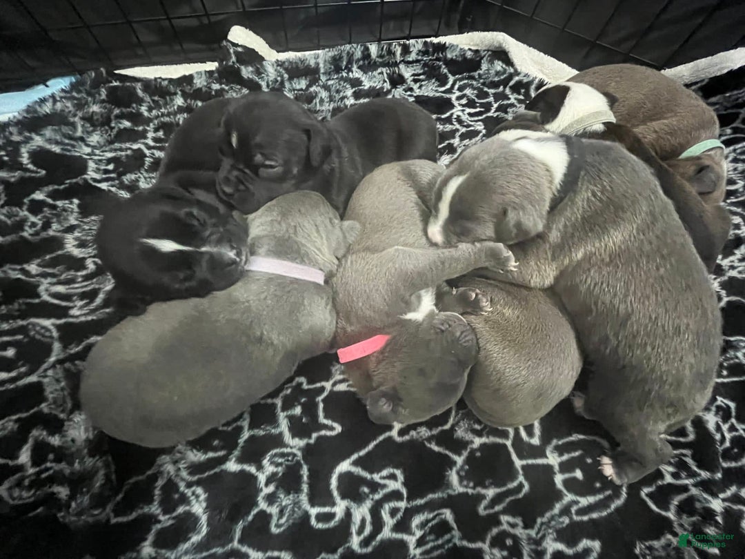 Gallery Image {{count}}