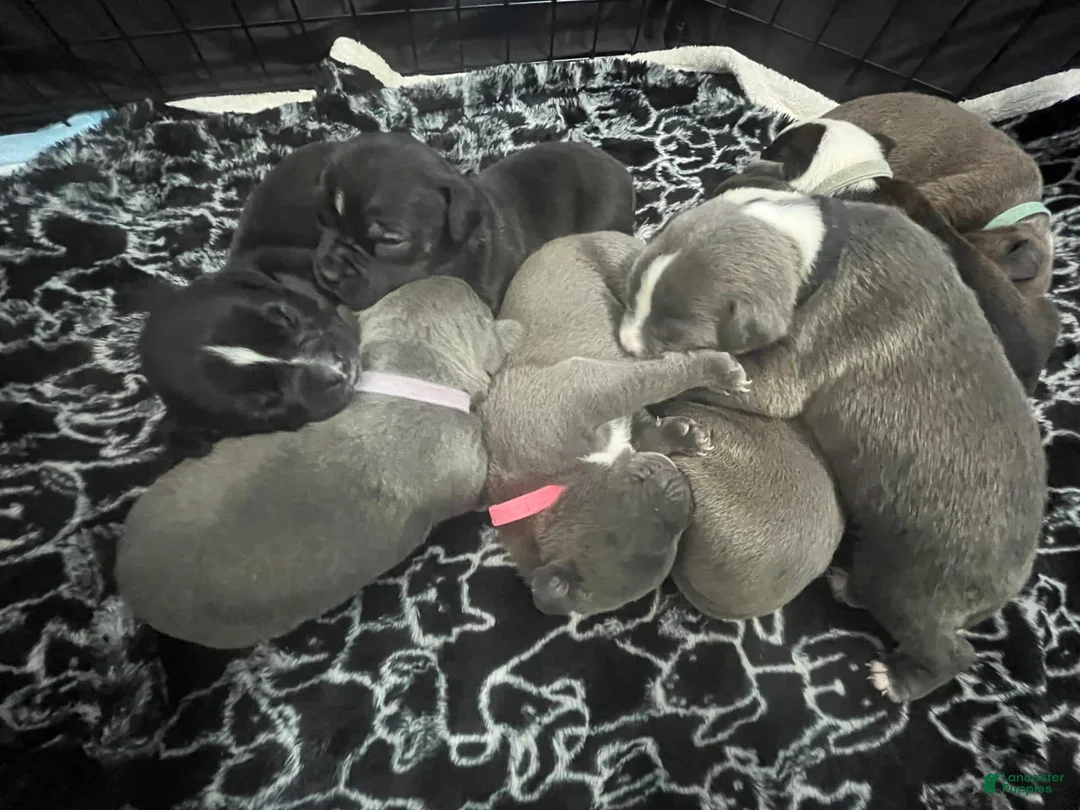 Gallery Image {{count}}