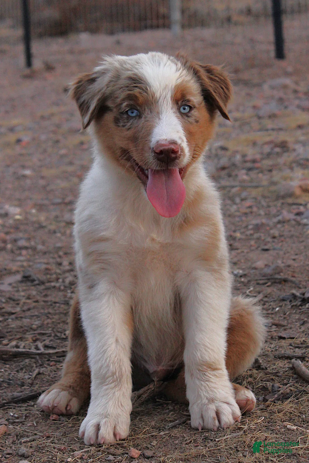 Australian Shepherd dogs for sale: Red merle male with blue eyes - Ad 1
