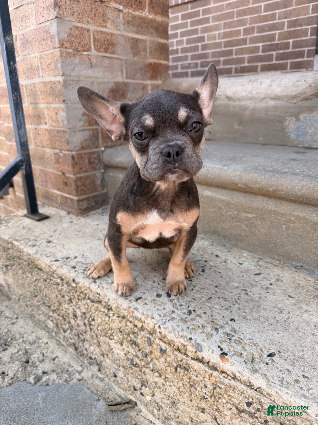 French Bulldog dogs for sale: Girly Girl 2 - Ad 4