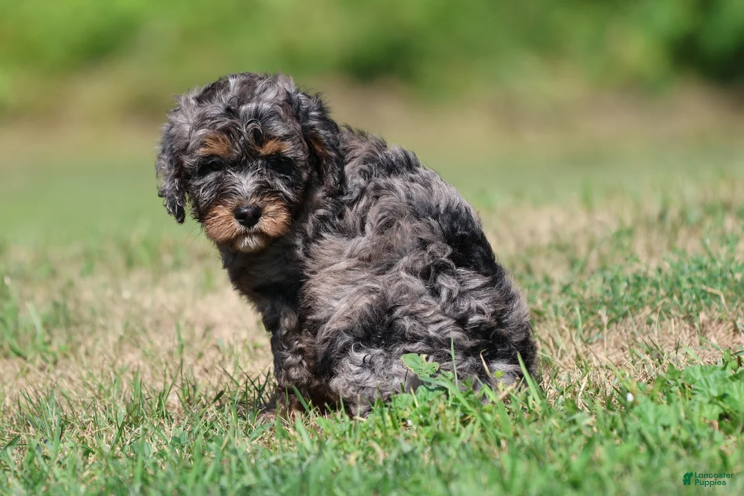 Mini Bernedoodle dogs for sale: Blue - Ad 3