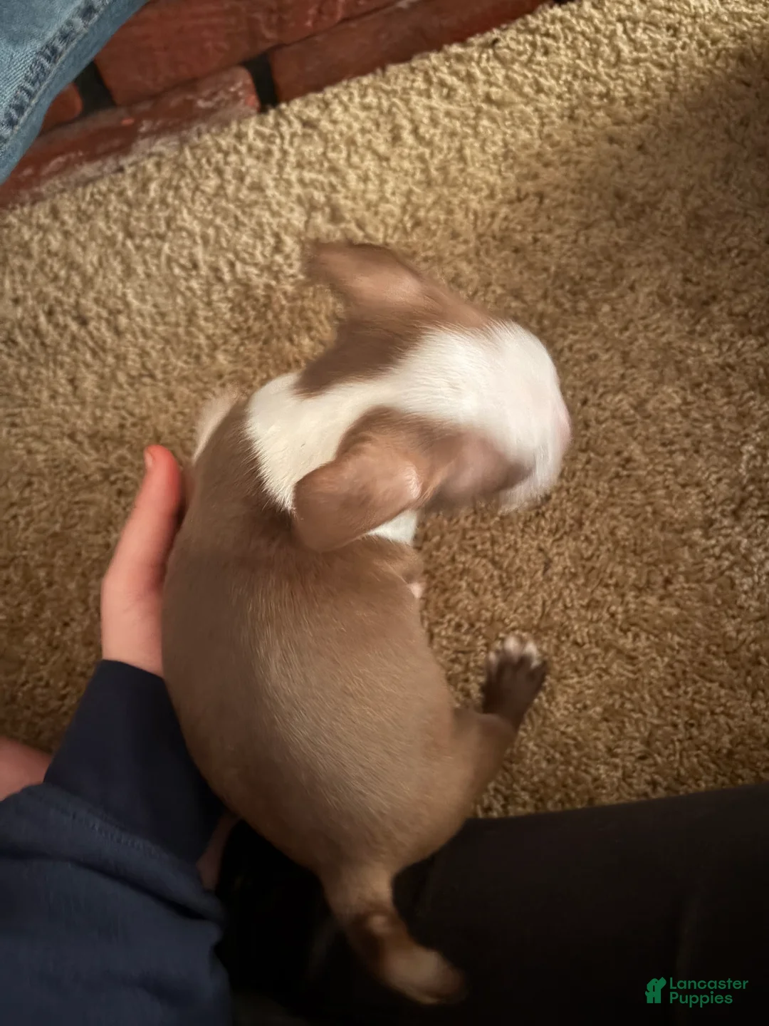 Boston Terrier dogs for sale: Theodore  - Ad 2