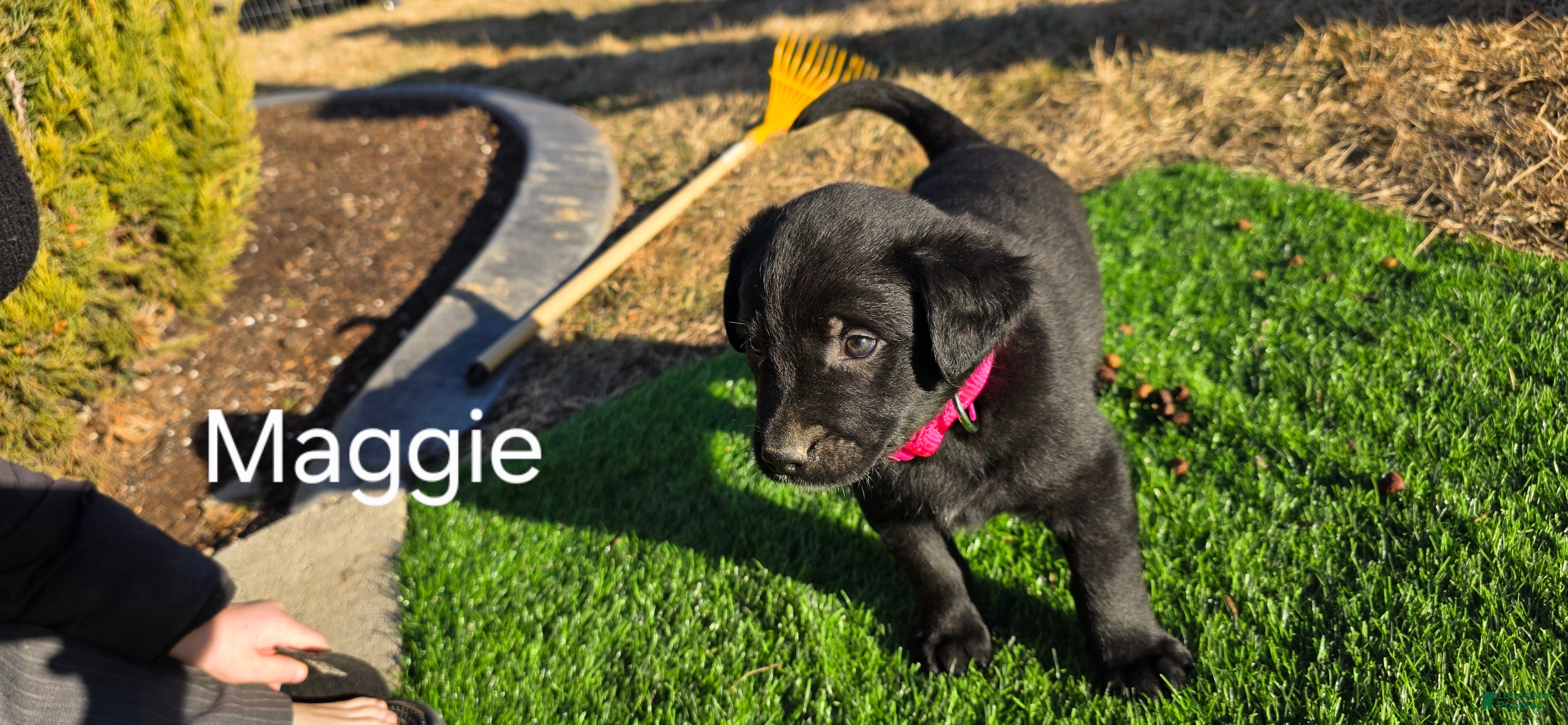 Mixed Breed dogs Maggie  - Ad 1