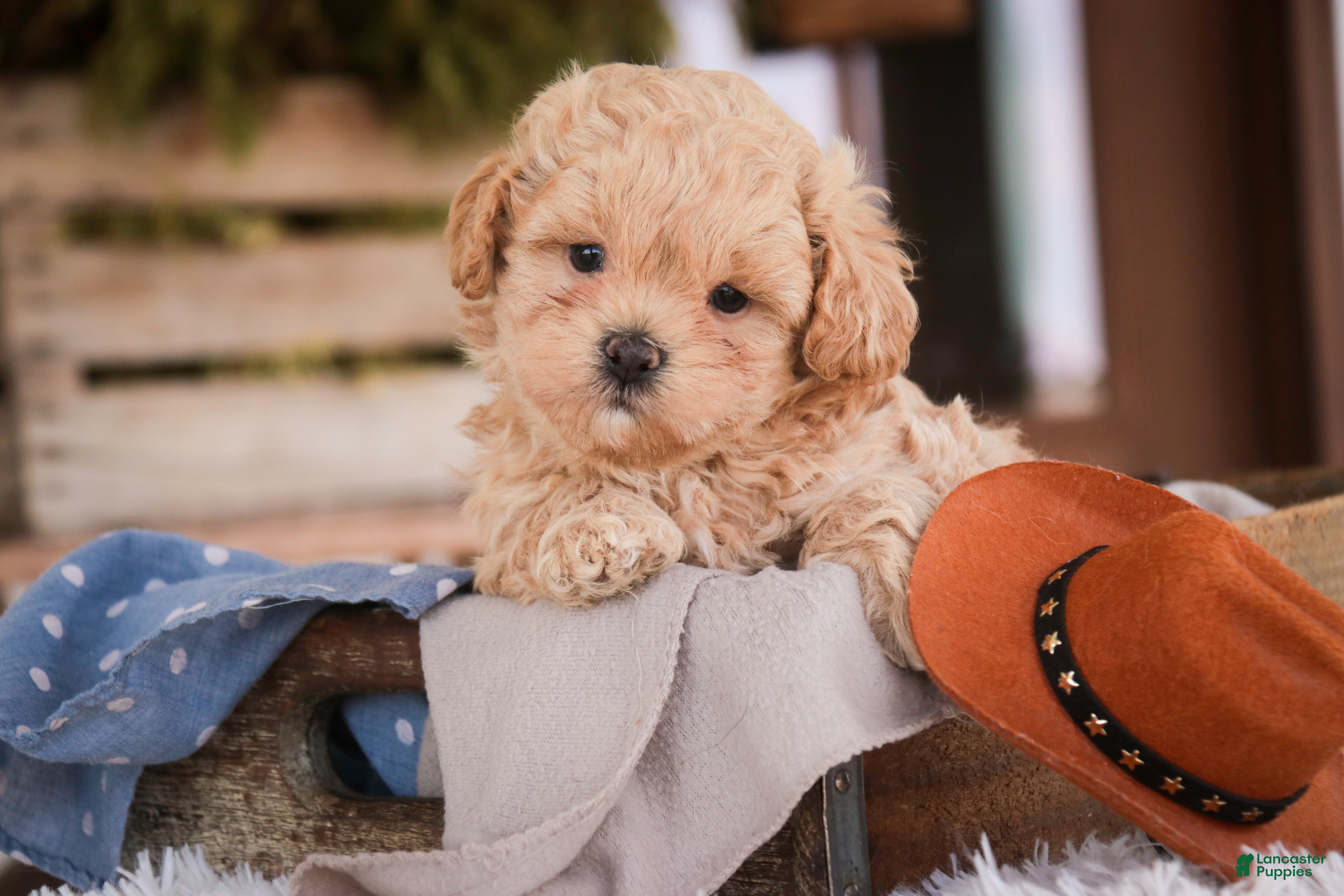 Shihpoo dogs Crockett - Ad 1