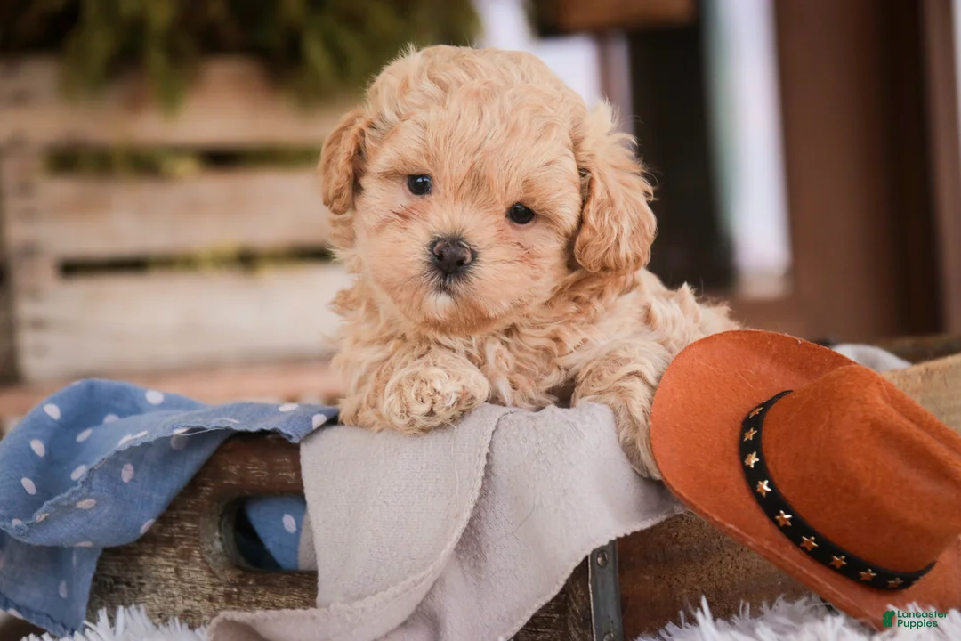 Shihpoo dogs for sale: Crockett - Ad 1