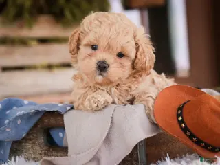 Shihpoo dogs for sale: Crockett - Ad 2